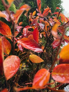 红叶植物特写