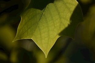 阳光下的翠绿枫叶