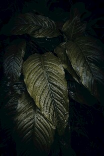 暗调下的纹理叶片特写