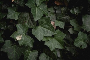 绿叶丛生的植物景象