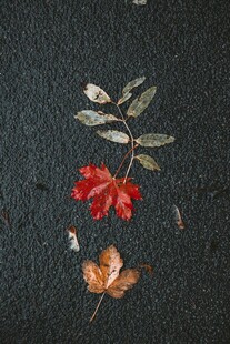 秋日落叶与花卉静物图