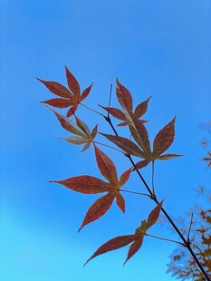 蓝天映衬下的红枫叶
