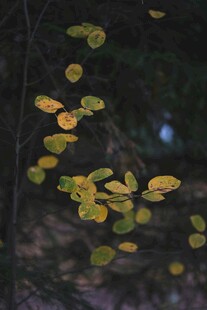 秋日枝头斑斓叶片