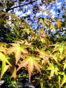 秋日斑斓枫叶枝头绽放