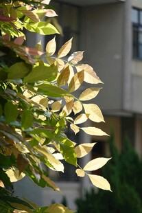 阳光下的树叶与建筑一角