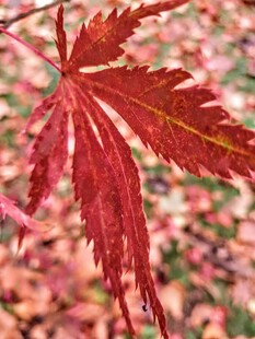 秋日红枫叶特写