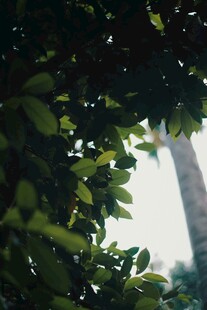 透过树叶望天空