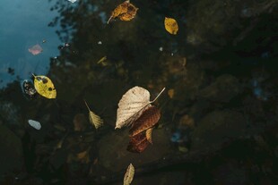 落叶中的蘑菇