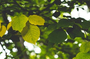 阳光下的翠绿树叶