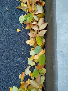 路边落叶景致