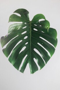 龟背竹叶特写