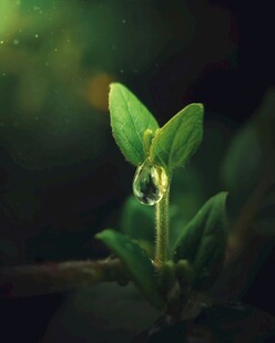 嫩绿新芽上的晶莹露珠