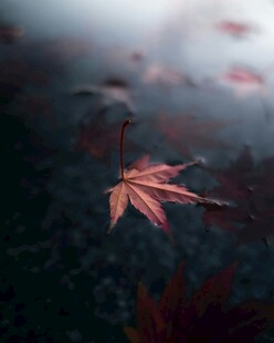 水中飘零的红枫叶