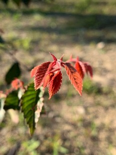 枝头红嫩叶片初绽