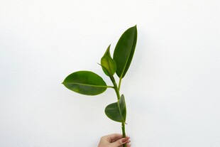 手持嫩绿植物幼苗