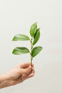 手捧嫩绿幼苗