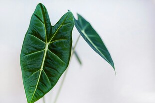 两片翠绿心形植物叶片