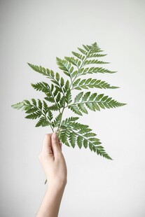 手托翠绿蕨类叶片
