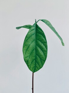 嫩绿单株植物叶片特写