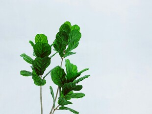 清新绿叶植物特写