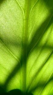 翠绿叶片的光影细节