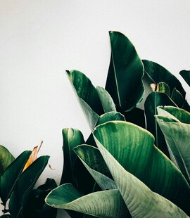 翠绿阔叶植物生机盎然