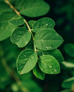 翠绿叶片上的晶莹水珠