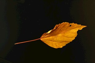 金黄秋叶独悬
