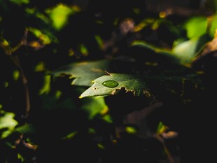 阳光下的翠绿叶片