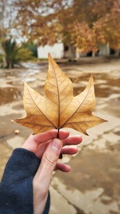 手持落叶
