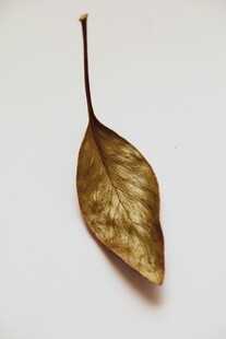 干枯叶片特写