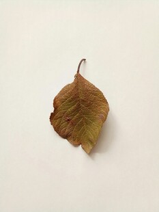 枯黄单叶特写