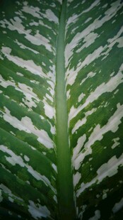 独特斑纹的绿色植物叶片