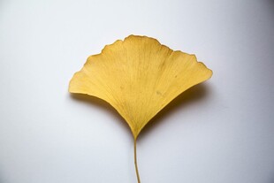 金黄银杏叶 简约之美