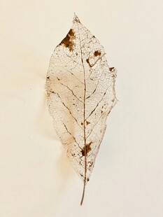 透明叶脉枯叶标本
