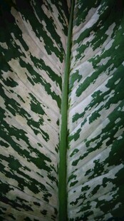 斑纹独特的绿植叶片