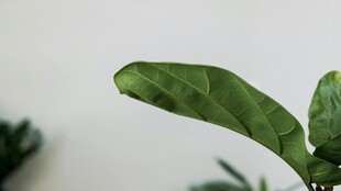 翠绿叶片特写