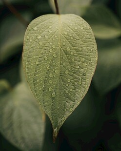 带水珠的翠绿叶片