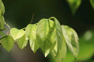 嫩绿叶片挂枝头