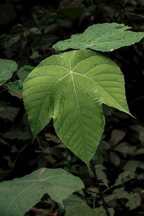 翠绿掌状叶片植物特写