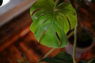 翠绿龟背竹叶片特写