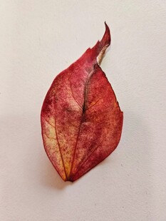 红叶特写