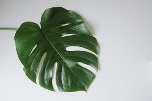 龟背竹叶特写