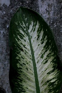 独特斑纹的绿植叶片