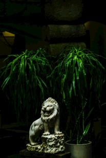 室内绿植旁的精致狮子摆件