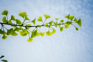 嫩绿银杏枝叶映蓝天