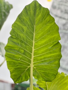 翠绿宽大的芋类植物叶片