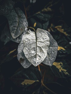 枯叶特写