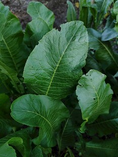 鲜嫩绿叶蔬菜特写