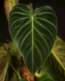 心形绿植特写